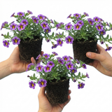 Set of 3 or 6 Large Plants - Calibrachoa Bumble Bee Blue, Outdoor Garden Ready