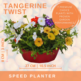 7 Colour Coordinated Plants - Tangerine Twist Theme Speedplanter, Garden Ready