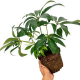 1 Large Plant - Hellebore Argutifolius, Ready to Plant in Your Garden, 2L Pot