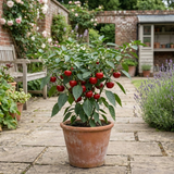 1 Large Plant - Grow Your Own Sweet Pepper Snack Red, Outdoor Garden Ready