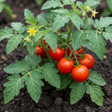 Set of 3 or 6 Grafted Previa Tomato Plants, Premium Disease Resistant High Yield Vegetable Plants, Ready to Plant, 1L Root Ball