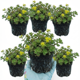 Set of 3 or 6 Sedum Oreganum Stonecrop Plants, Hardy Perennial, Bee Friendly Ground Cover, Outdoor Garden Ready, 1 Litre / 11cm Root-Ball