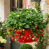 1 Strawberry Toscana Live Plant, 25cm Hanging Basket, Outdoor Garden Ready, Grow Your Own Strawberries