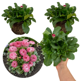 Bellis Habanera Rose