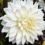 1 Large Plant - Dahlia Maggiore White, Ready to Plant in Your Garden, 3L Pot