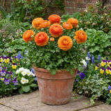 Set of 3 or 6 Large, Outdoor Garden Ready Plants - Rannunculus Vortex Orange, 10.5 cm