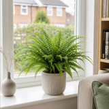 Boston Fern Nephrolepis, Pet-Safe Air Purifying Indoor Houseplant, 1 Litre Pots