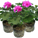 Set of 3 or 6 Large Plants - Pelargonium Toscana Dolce Vita Evi Blue, Ready to Plant