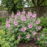 1 Lavatera Bredon Springs Tree Mallow, Hardy Pink Flowering Perennial Garden Shrub, 2L Root Ball