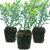 Hebe Variegata