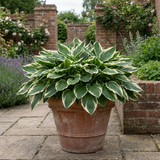 1 Large Plant - Hosta Patriot, Ready to Plant in Your Garden, 2L Pot