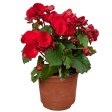 1 Begonia Vermillion Red Upright Live Plant, Summer Bedding Garden Ready, 2Ltr Root Ball