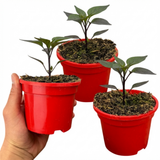 Set of 3 or 6 Large Chilli Pepper Plants - Zimbabwe Black, Ready to Plant in Your Garden
