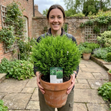 1 Hebe Emerald Gem Hardy Perennial Plant, Compact Evergreen Flowering Shrub, 2 Litre Root Ball