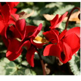 Cyclamen Silver Leaf Scarlet 10.5cm