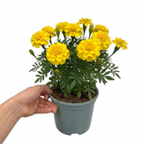 1 Large Plant - Marigold Durango Yellow, Ready to Plant in Your Garden, 2L Pot