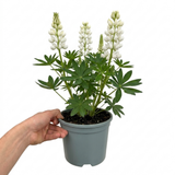 1 Large Plant - Lupin West Country Polar Princess, Outdoor Garden Ready, 3L Pot