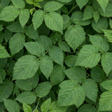 1 Raspberry Glem Ample Summer Fruiting Plant, Hardy Fruit Bush, Garden Ready, 17cm Root-Ball