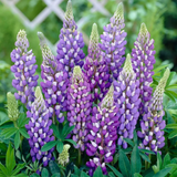 Lupin Legendary Blue Shades