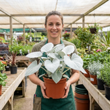 1 Senecio Angel Wings Plant, Hardy Silver Foliage Perennial, Outdoor Garden Ready, 2L Root-Ball