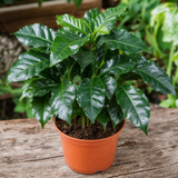 Coffea Arabica Coffee Plant, Indoor Houseplant, 12cm 1 Litre Pots