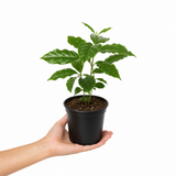 Coffea Arabica Coffee Plant, Indoor Houseplant, 12cm 1 Litre Pots