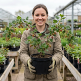 1 Gooseberry Hinnonmaki Red Bush, Self Pollinating Hardy Fruit Plant, Garden Ready, 2Ltr Root Ball