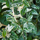Euonymus Harlequin