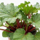 1 Rhubarb Victoria Plant, Hardy Perennial, Grow Your Own Fruit, Garden Ready, 17cm Root Ball