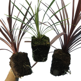 Cordyline Collection - Red Star, Charlie Boy, Torbay Dazzler