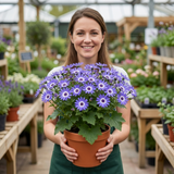 1 Senetti Lavender Flowering Plant, Hardy Summer Bedding, Outdoor Garden Ready, 17cm Root-Ball