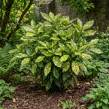 1 Aucuba Japonica Crotonifolia Spotted Laurel, Hardy Evergreen Garden Shrub, 2 Litre Root-Ball