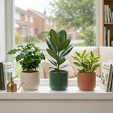 3 Coffee House Houseplant Collection - Coffea Arabica, Ficus Robusta & Peperomia Variegated, 1 Litre Root Ball