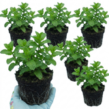 Set of 3 or 6 Moroccan Mint Herb Plants, Fresh & Fragrant Live Herbs, Outdoor Garden Ready, 1 Litre Root-Ball