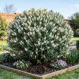 1 Large, Garden Ready Plant - Hebe Sutherlandii (Shrubby Veronica), 17cm/2L Pot