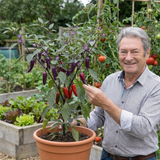 Set of 3 or 6 Large Plants - Grow Your Own Chilli Pepper Gusto Purple, Garden Ready