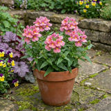 Set of 3 or 6 Large Plants - Nemesia Nuvo Rose, Ready to Plant in Your Garden