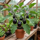 Set of 3 or 6 Large Plants - Grow Your Own Aubergine Meatball, Outdoor Garden Ready