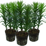 Mixed of 3 or 6 Large, Garden-Ready Lily Plants - Orange, Red & Yellow Flower Colours