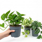 3 Trailing Pothos Live Indoor Plants, Epipremnum & Scindapsus Houseplant Collection, 1Ltr Root-Ball
