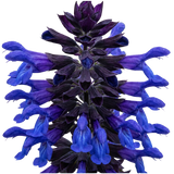 1 Large Plant - Salvia Sangoons Black & Bloom, Ready to Plant in Your Garden, 5L