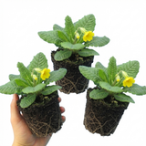 Set of 3 or 6 Primula Veris Yellow Cowslip Primrose Plants, Hardy Perennial, Spring Flowering, Outdoor Garden Ready, 1 Litre Root-Ball