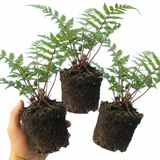 Set of 3 or 6 Lady Fern Athyrium Lady in Red Hardy Perennial Plants, Shade Garden Ready, Outdoor Fern, 11cm or 1L Root Ball