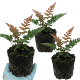 Set of 3 or 6 Japanese Shield Fern Dryopteris Erythrosora Prolifica, Hardy Shade Perennial Plants, 1 Litre Root Ball