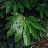 Fatsia Japonica