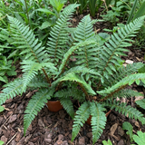Set of 3 or 6 Braun's Holly Fern Polystichum Braunii Plants, Hardy Evergreen Perennial, 1Ltr Root-Ball