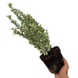 Euonymus White Spire