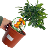 Mini Kumquat