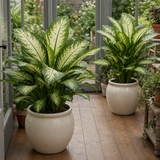 Variegated Dumb Cane Dieffenbachia Plant, Indoor Houseplant, 12cm 1 Litre Pots