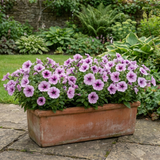 Set of 3 or 6 Large Plants - Petunia Express Pum Vein, Outdoor Garden Ready